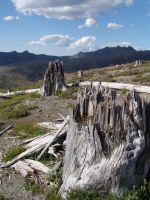 Shattered tree stumps - Mount St Helens National Volcanic Monument (Washington, USA)