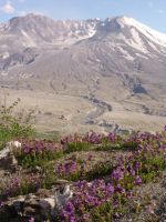 Flowers in front of Mt St Helens - Mount St Helens National Volcanic Monument (Washington, USA)