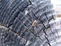 Spider - Route 504 west (Washington, USA)