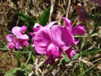 Flowers - Route 138 east (Oregon, USA)