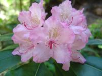 Flowers - Route 138 east (Oregon, USA)