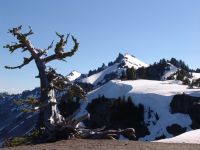 Tree and rim of Crater Lake - Crater Lake National Park (Oregon, USA)