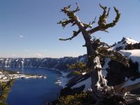 Tree and rim of Crater Lake - Crater Lake National Park (Oregon, USA)