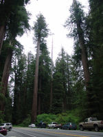 Simpson-Reed Grove - Redwood National Park (California, USA)