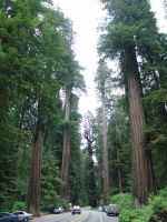 Simpson-Reed Grove - Redwood National Park (California, USA)