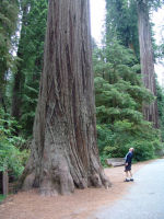 Dad by a very big tree - Redwood National Park (California, USA)