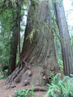 Trees - Redwood National Park (California, USA)