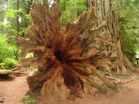 Tree stump - Redwood National Park (California, USA)