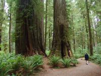 Dad walking through the trees - Redwood National Park (California, USA)