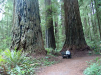 Mum by the trees - Redwood National Park (California, USA)