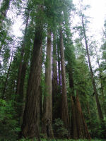 Trees - Redwood National Park (California, USA)