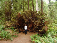 Mum by a stump - Redwood National Park (California, USA)