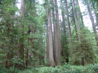 Trees - Redwood National Park (California, USA)