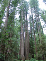 Trees - Redwood National Park (California, USA)