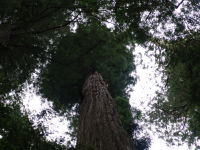Tree - Redwood National Park (California, USA)