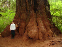 Mum by a tree - Redwood National Park (California, USA)