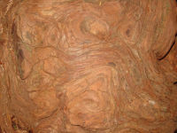 Wooden texture - Redwood National Park (California, USA)