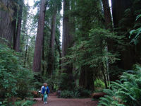 Trees - Redwood National Park (California, USA)