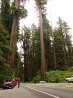 Simpson-Reed Grove - Redwood National Park (California, USA)