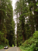 Forest Road - Redwood National Park (California, USA)