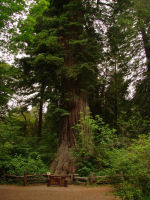 Big Tree - Redwood National Park (California, USA)