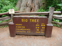 Big Tree info board - Redwood National Park (California, USA)