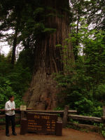 Mum by the Big Tree - Redwood National Park (California, USA)