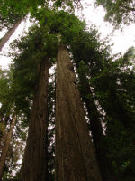 Trees - Redwood National Park (California, USA)