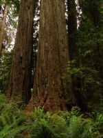Trees - Redwood National Park (California, USA)