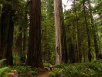Mum walking through the trees - Redwood National Park (California, USA)