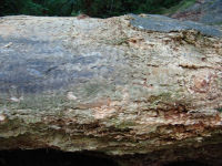 Wooden texture - Redwood National Park (California, USA)
