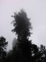 Trees in the mist - Redwood National Park (California, USA)