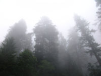 Trees in the mist - Redwood National Park (California, USA)