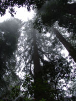Trees in the mist - Redwood National Park (California, USA)