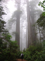Trees in the mist - Redwood National Park (California, USA)