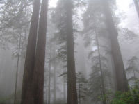 Trees in the mist - Redwood National Park (California, USA)