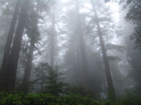 Lady Bird Johnson Grove panorama - Redwood National Park (California, USA)