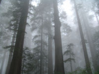 Lady Bird Johnson Grove panorama - Redwood National Park (California, USA)
