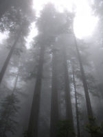 Trees in the mist - Redwood National Park (California, USA)