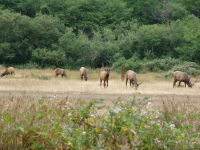 Elk - Prairie Creek Redwoods State Park (California, USA)