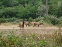 Elk - Prairie Creek Redwoods State Park (California, USA)