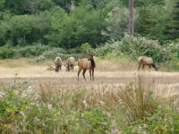 Elk - Prairie Creek Redwoods State Park (California, USA)