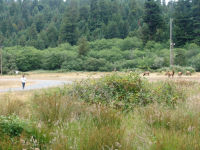 Elk - Prairie Creek Redwoods State Park (California, USA)