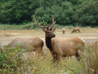 Elk - Prairie Creek Redwoods State Park (California, USA)