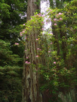 Tree and flowers - Prairie Creek Redwoods State Park (California, USA)