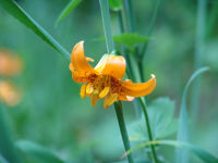 Flower - Prairie Creek Redwoods State Park (California, USA)