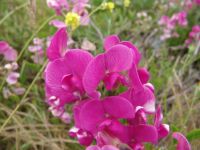 Flowers - Near Brookings (Oregon, USA)