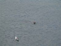 Seal - Port Orford (Oregon, USA)