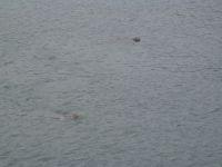 Seals - Port Orford (Oregon, USA)