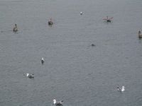 Birds and seal - Port Orford (Oregon, USA)